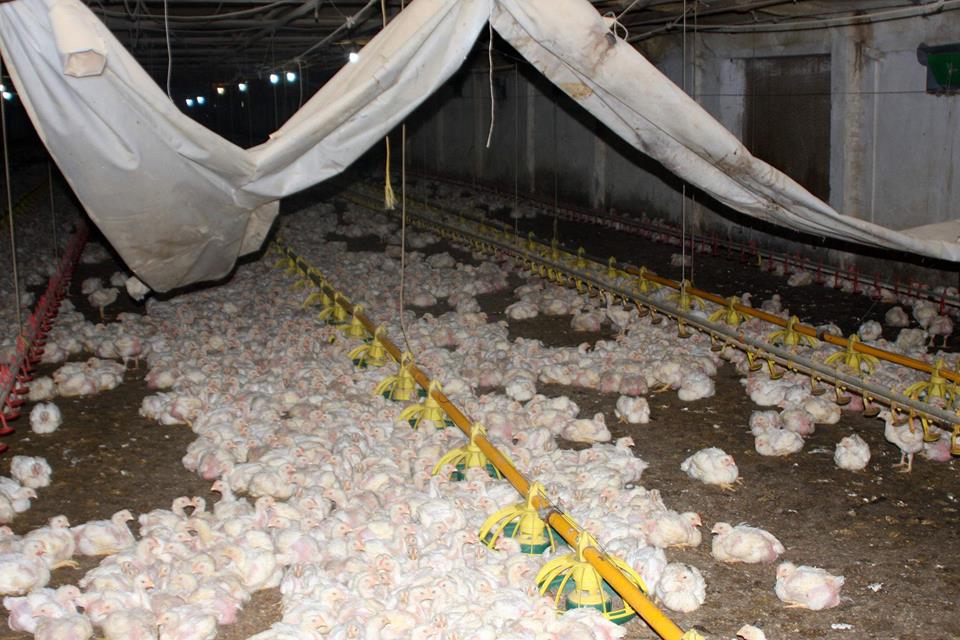 Ormancı kılığına girip takip ettiler! Gizli tünelden rekor çıktı