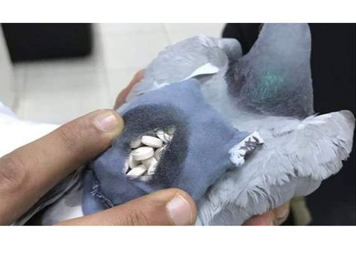 Hapishaneye güvercinle uyuşturucu sevkiyatı yaptılar