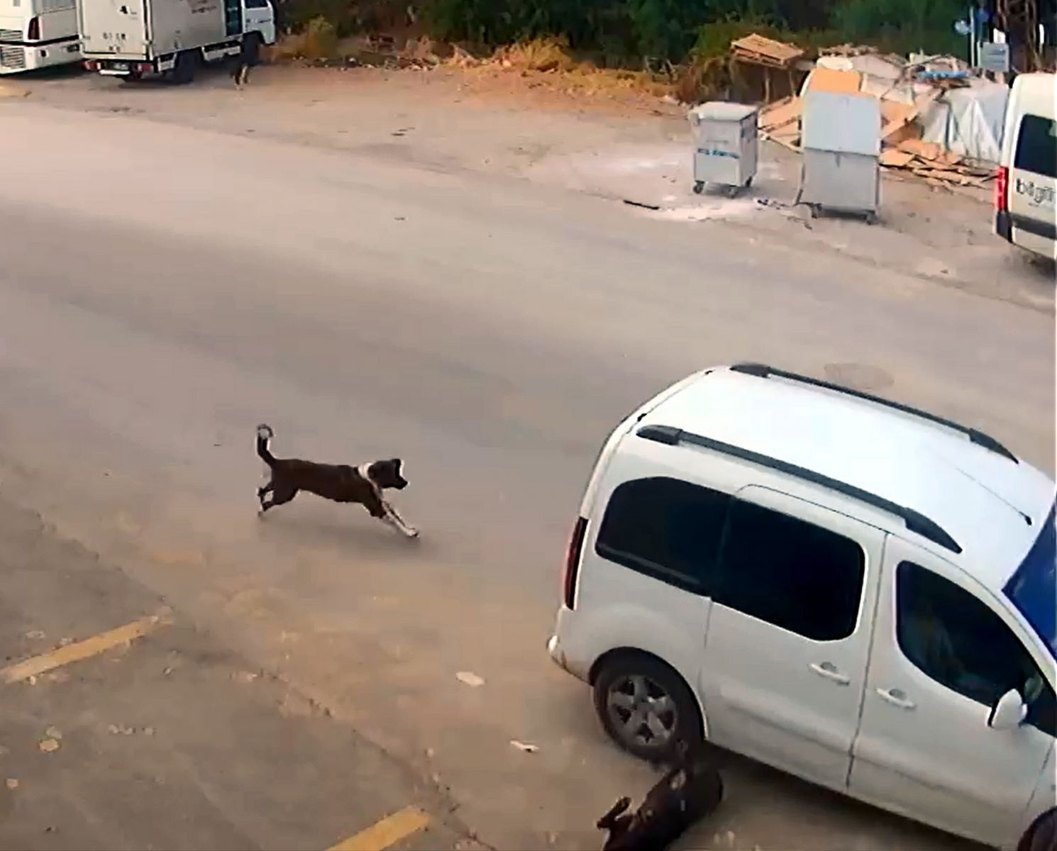 Antalya'da köpeği ezen sürücünün cezası belli oldu