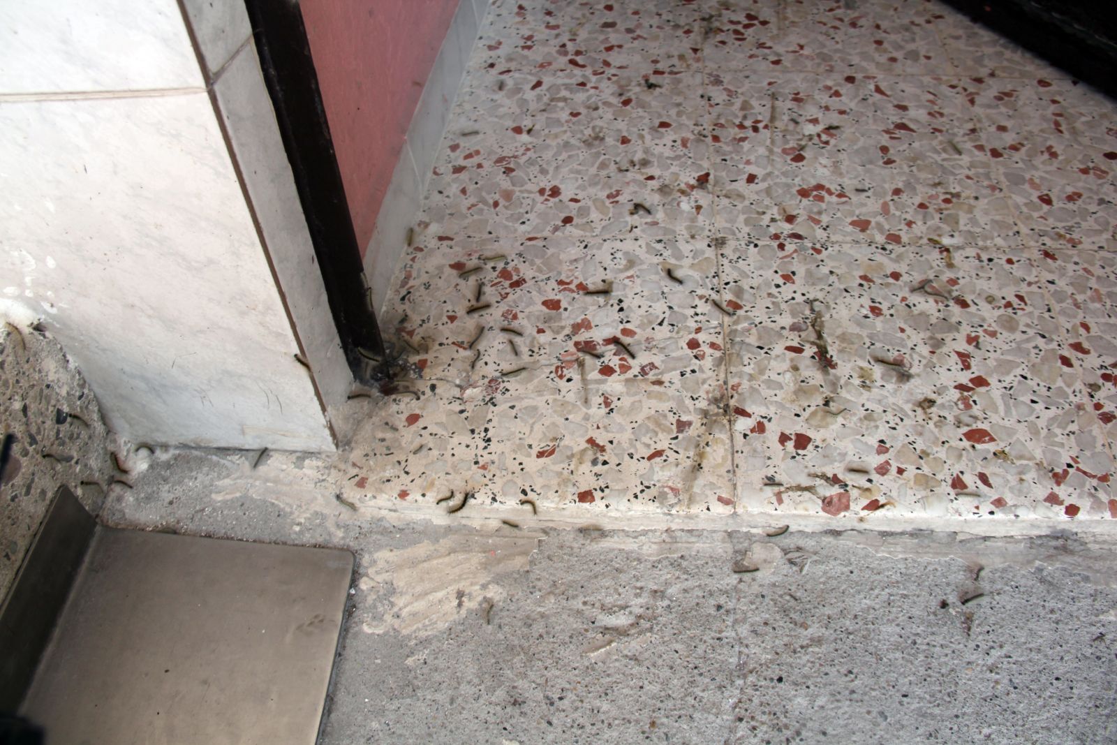 Mahalleyi tırtıllar bastı