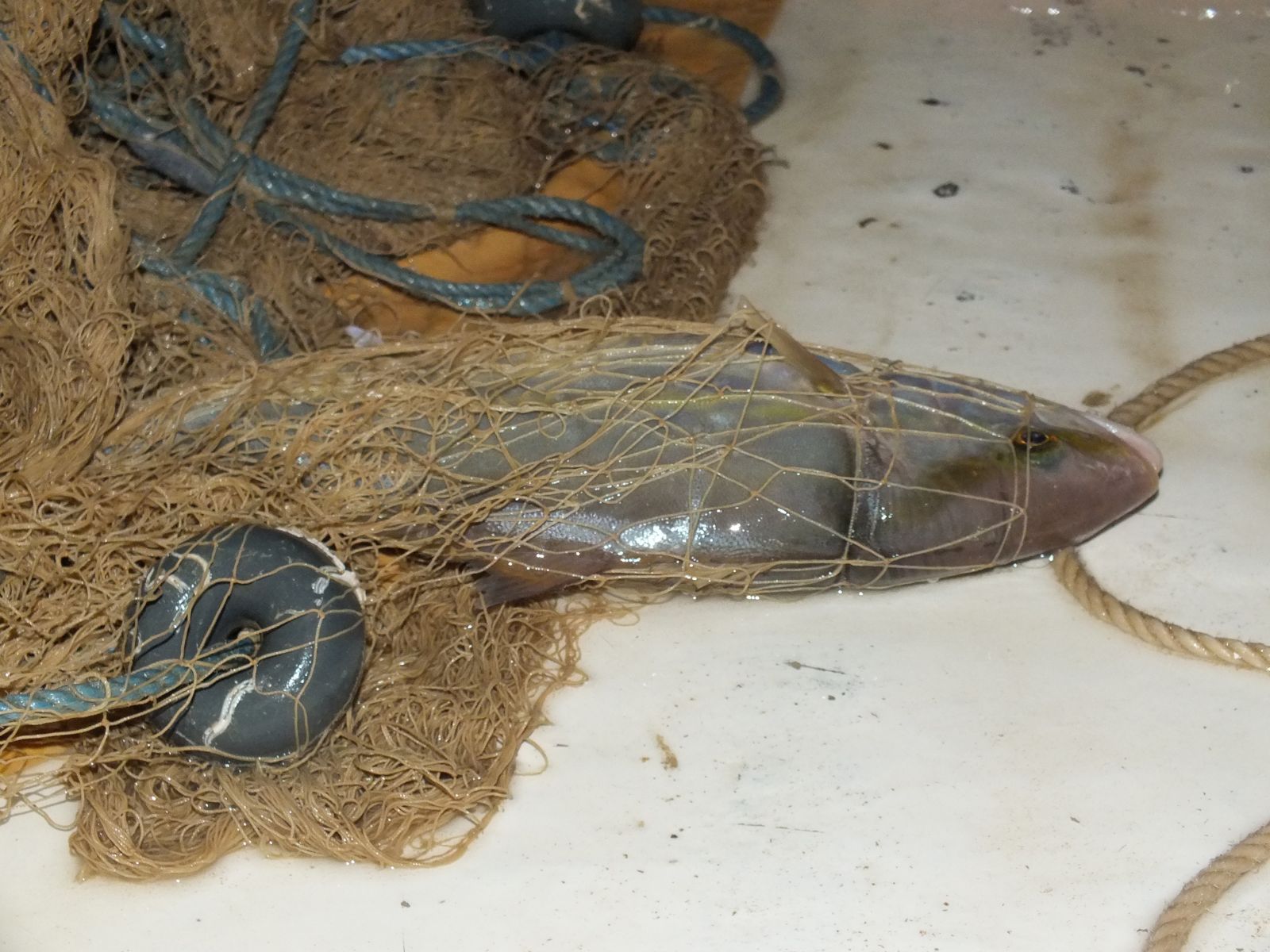 Bin metrelik ağ serdi 1 balık yakaladı