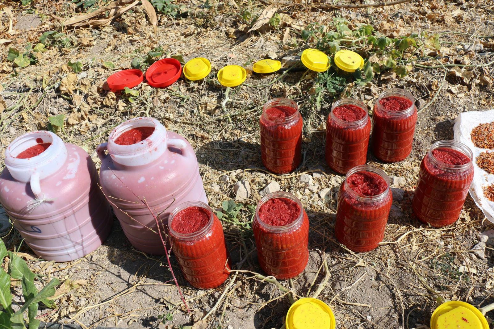 3 bin 500 yıllık vadide genetiği bozulmamış sebze tohumlardan ürün elde etti