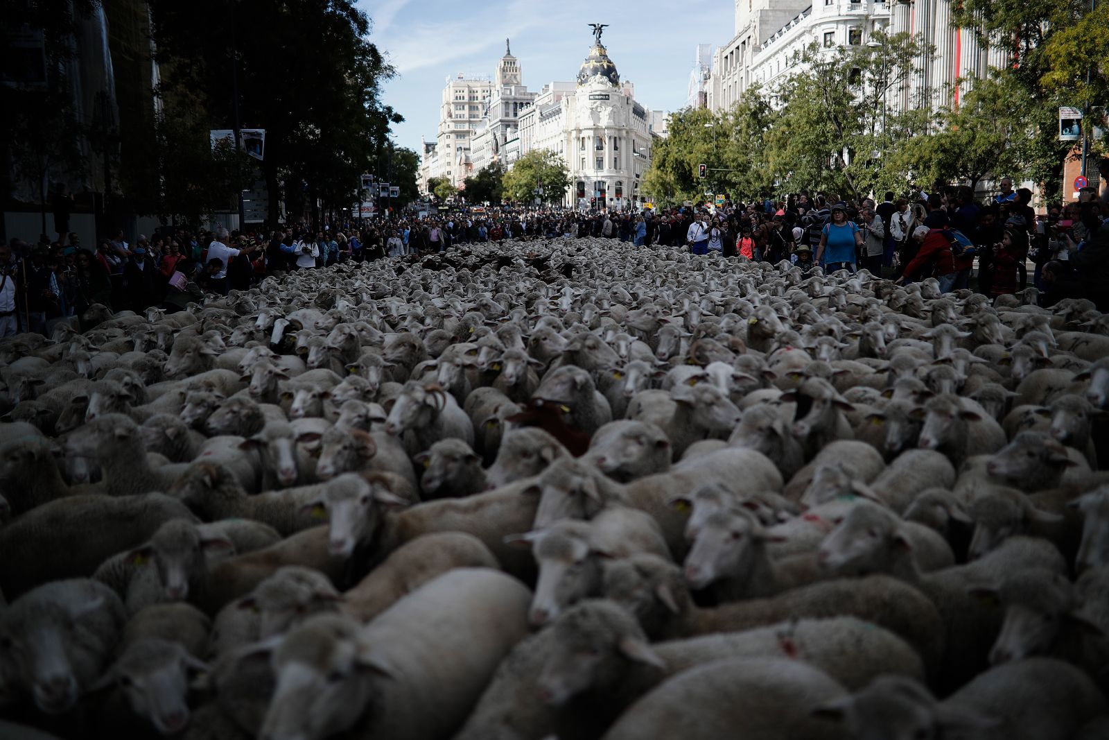 Madrid'de koyunlar şehre indi