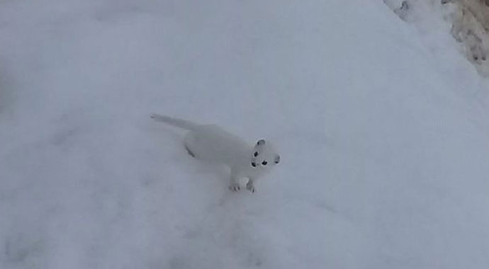 Tunceli'de 'beyaz gelincik' görüntülendi