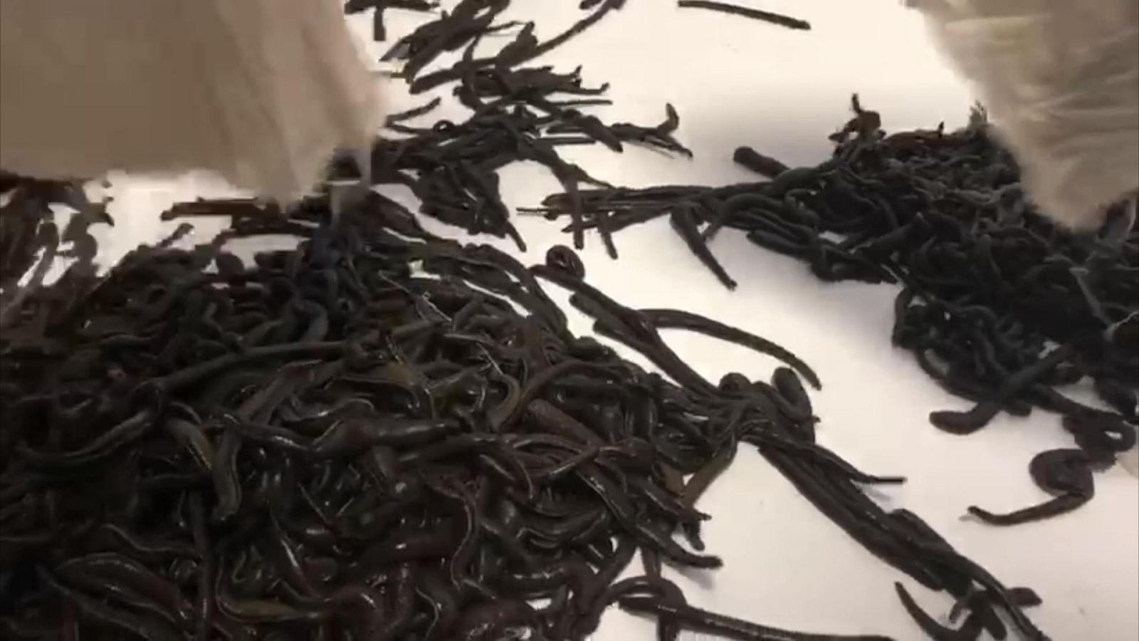 Yurda kaçak yollarla sokulmak istenen gelincik derisi ve sülük yakalandı