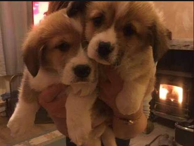 Kraliçe Elizabeth, kocasının acısını unutmak için kendisini yeni iki köpeğine verdi