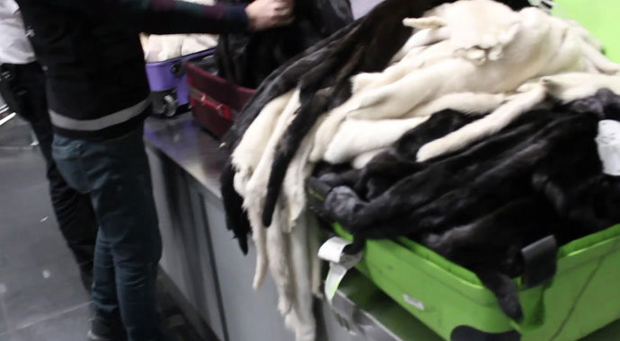 Yurda kaçak yollarla sokulmak istenen gelincik derisi ve sülük yakalandı