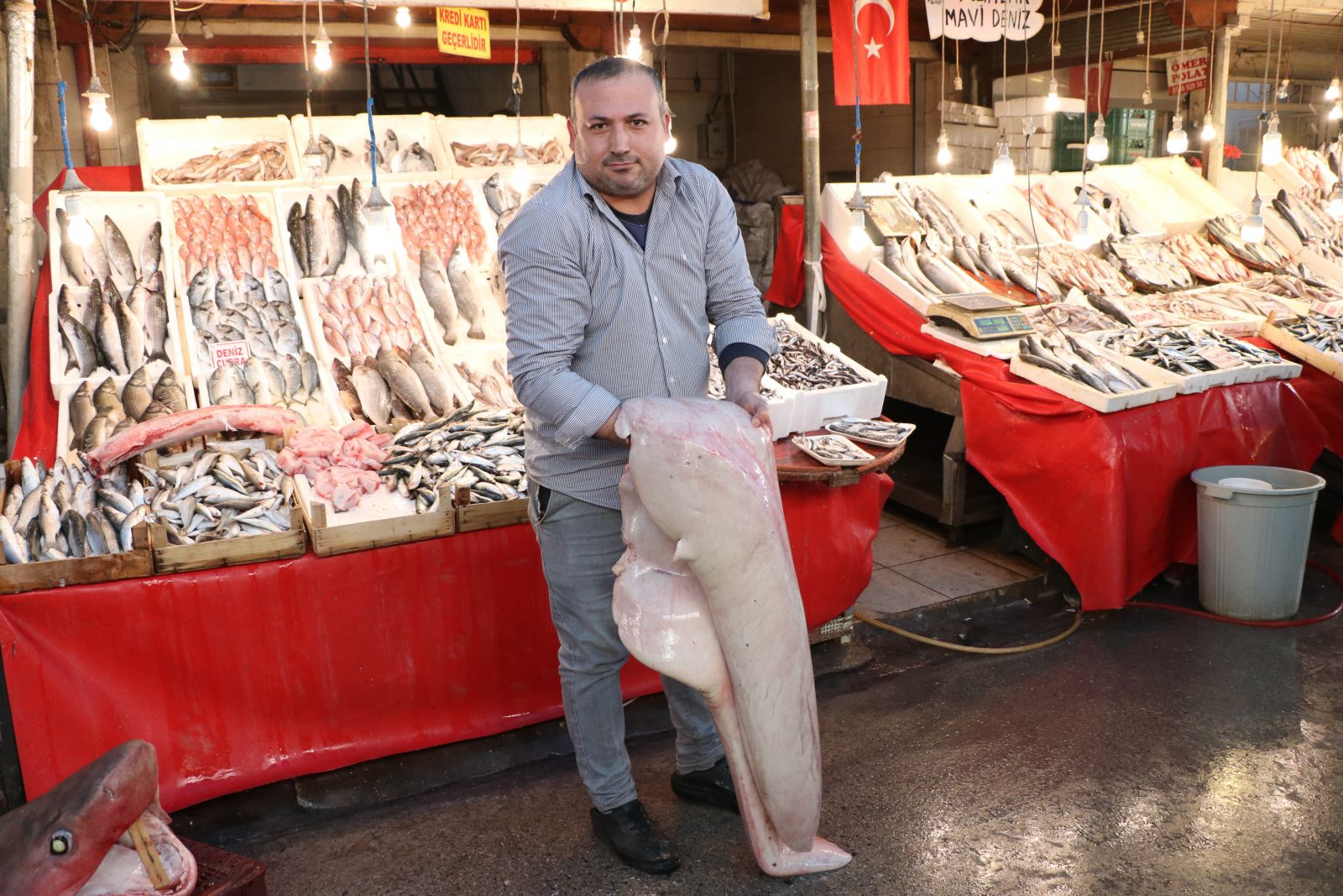 Dev köpek balığı, balıkçıların ağına takıldı