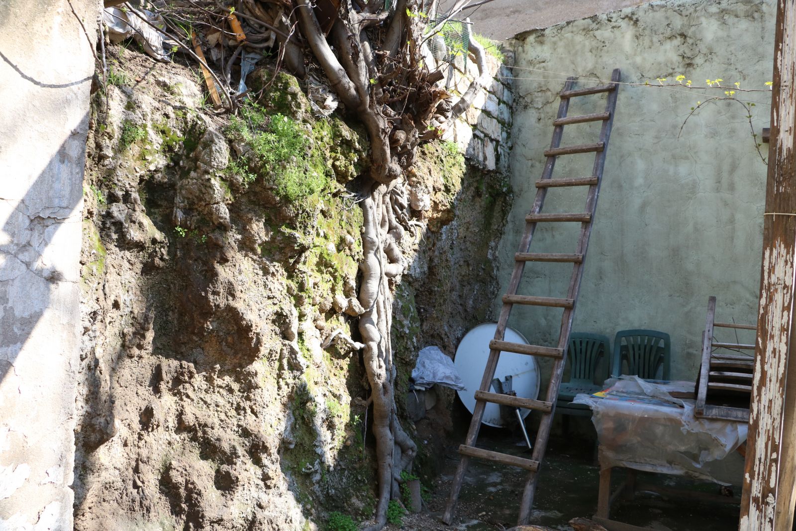 Bu incir ağacı görenleri şaşırtıyor