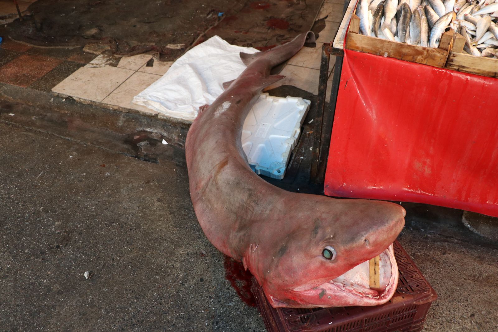 Dev köpek balığı, balıkçıların ağına takıldı