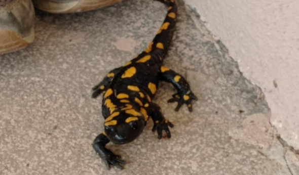 Plastik sandı, canlı çıktı!