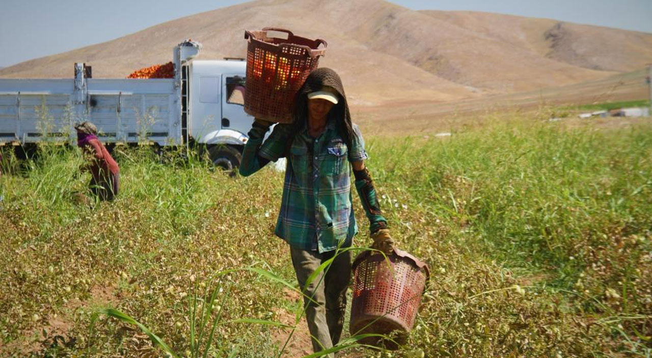 Fiyat farkını gören isyan ediyor: Domates tarlada 2 buçuk, markette 13 lira Fiyat farkını gören isyan ediyor: Domates tarlada 2 buçuk, markette 13 lira