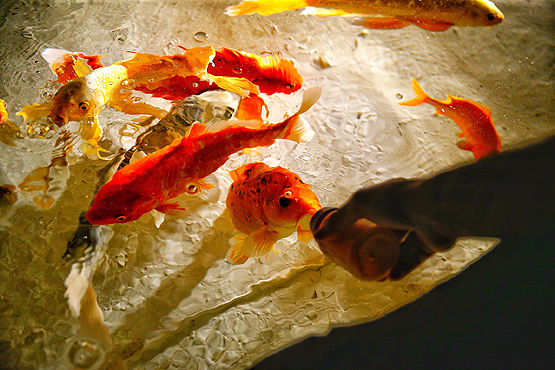 Balıkları biberonla besliyorlar