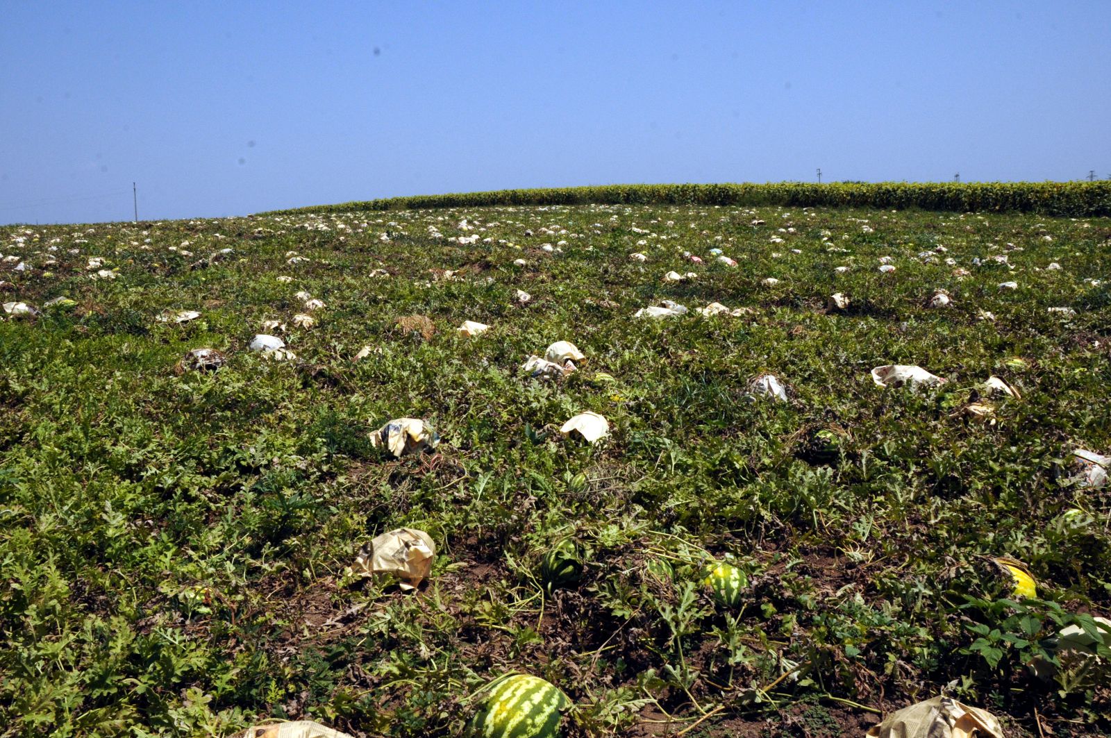 Tarladaki karpuzları gazeteye sararak sıcaktan koruyorlar