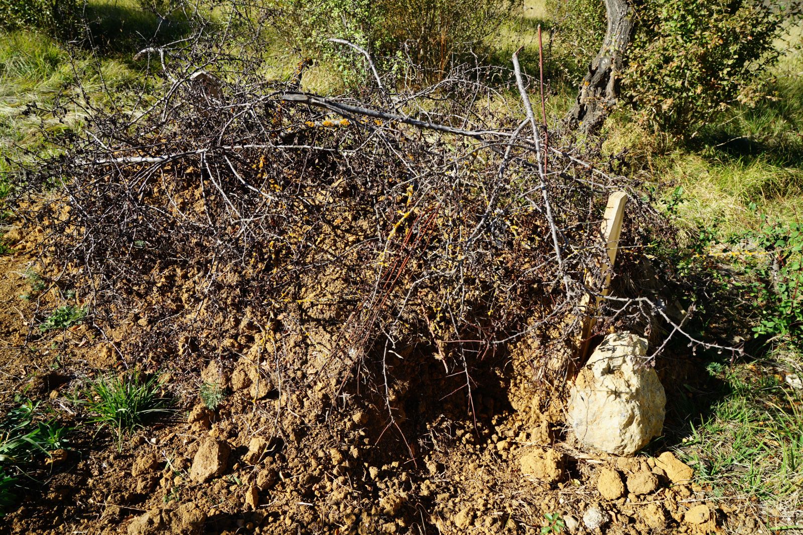 Ceset yiyen ayı, Kastamonu’da yeniden ortaya çıktı
