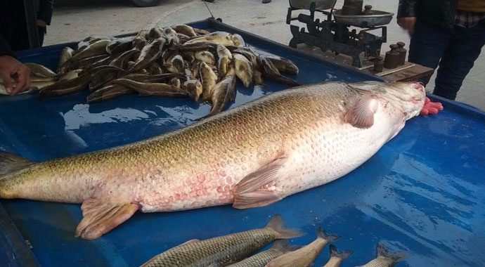 Dev turna balığı ilgi odağı oldu