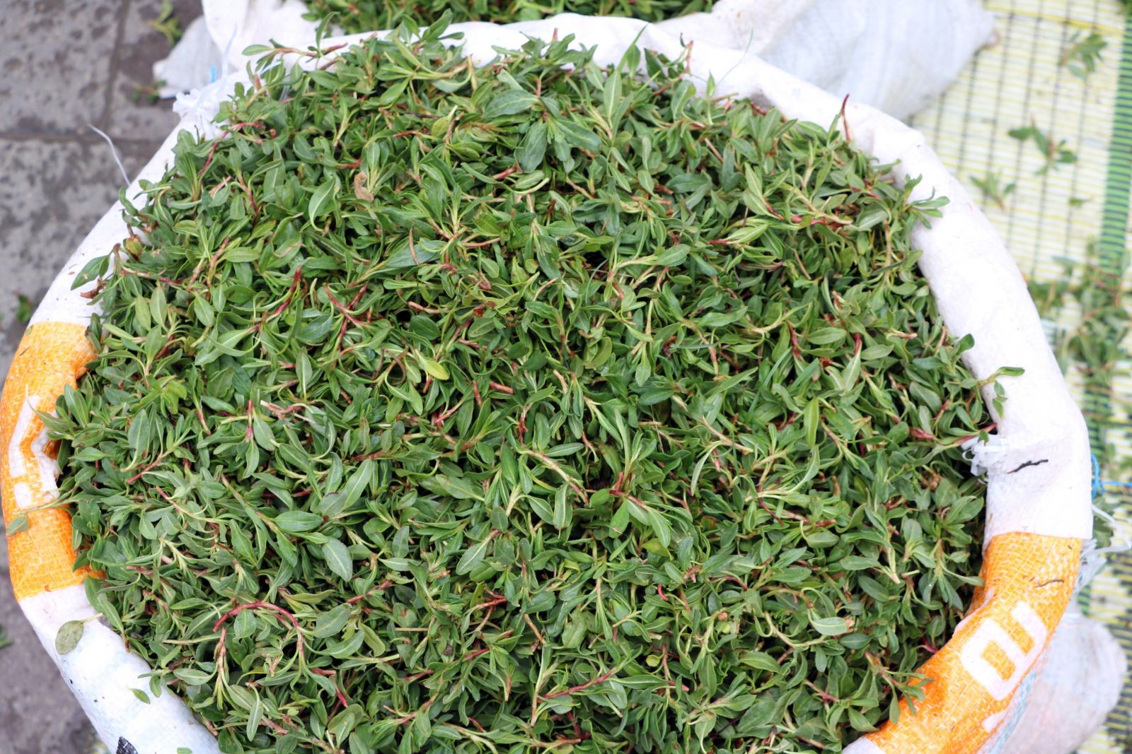 Yozgat’ta madımak tezgahlara indi