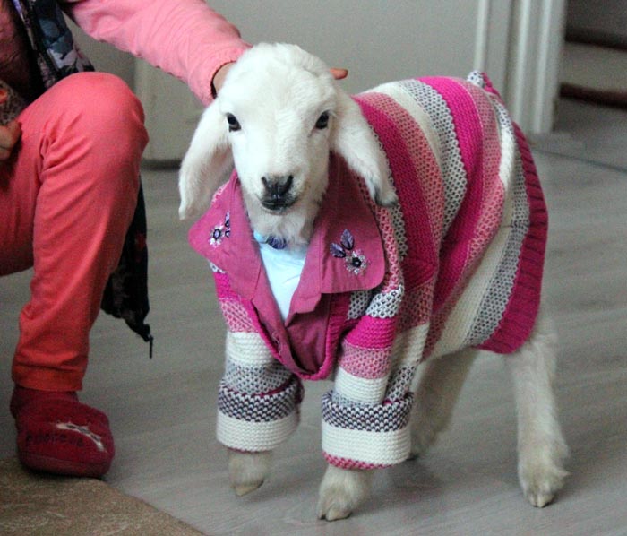 Kuzuya evde bebek gibi bakıyorlar