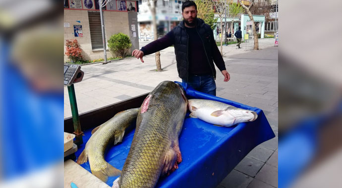 Çayda yakalanan 120 kilogramlık balık görenleri şaşırttı