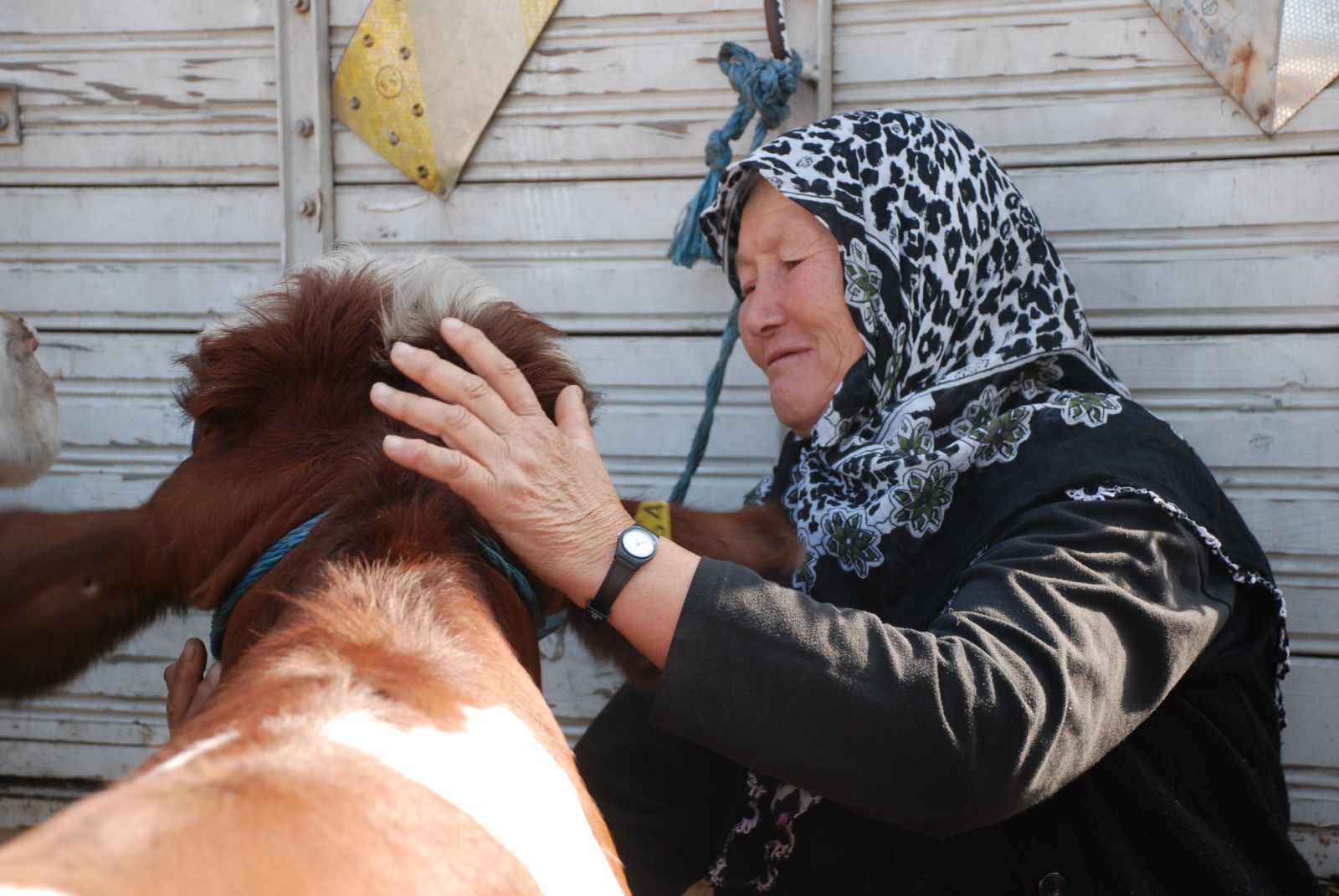 Telef olan inekleri için ağlayan çifti güldüren hediye