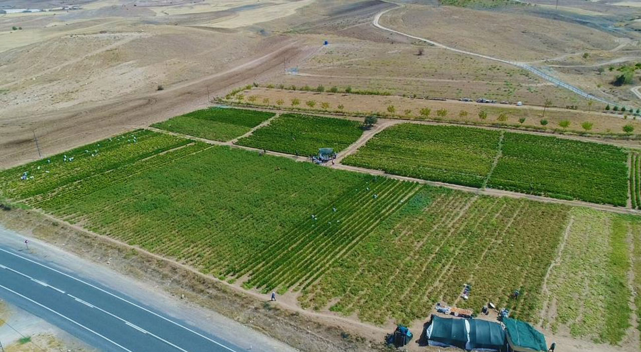 Market fiyatlarına kızan vatandaş tarlasındaki tüm ürünleri 3 liraya sabitledi!