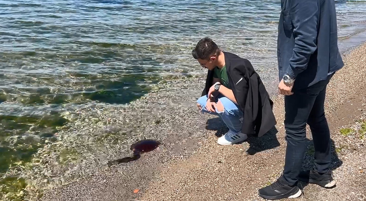 İzmit Körfezi'ni 'Pusula denizanaları' bastı! Dikkat: Zehirli olabilirler