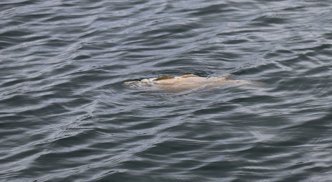 Zehirlenme vakalarının yaşandığı Bolu’da korkutan görüntü: Barajdaki balıklar öldü