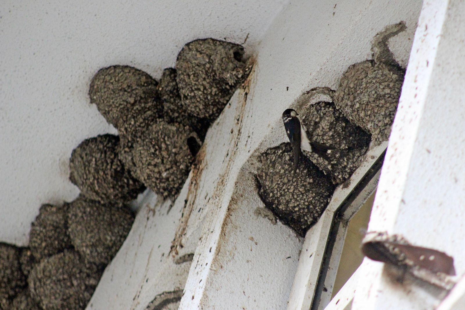Yıkım ekibi bu manzara karşısında her şeyden vazgeçti!