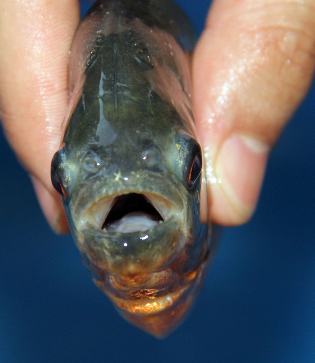 Piranayı göle insanlar mı attı!