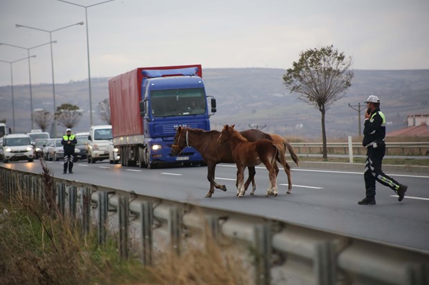 Yola çıkan sahipsiz atlar trafiği aksattı