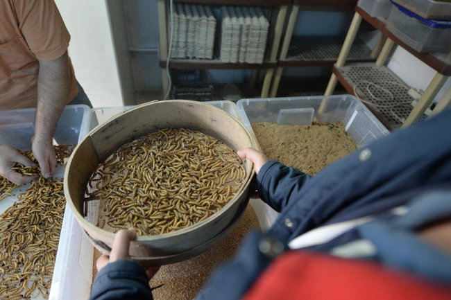 Un kurduna yoğun talep!