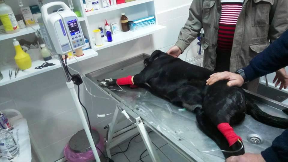 Kedi ve köpekleri tarım ilaçlı etle zehirlediler