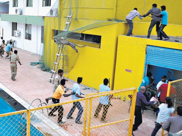 Okulu leopar bastı, önüne gelene saldırdı! 6 yaralı var
