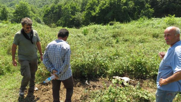 Ağva'da hayvan katliamı