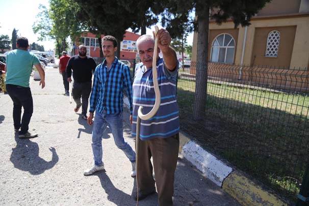 Arabasının vites kutusundan yılan çıktı!