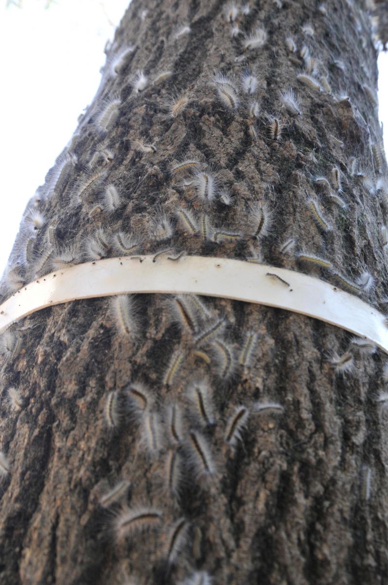 Mahalleyi tırtıllar bastı