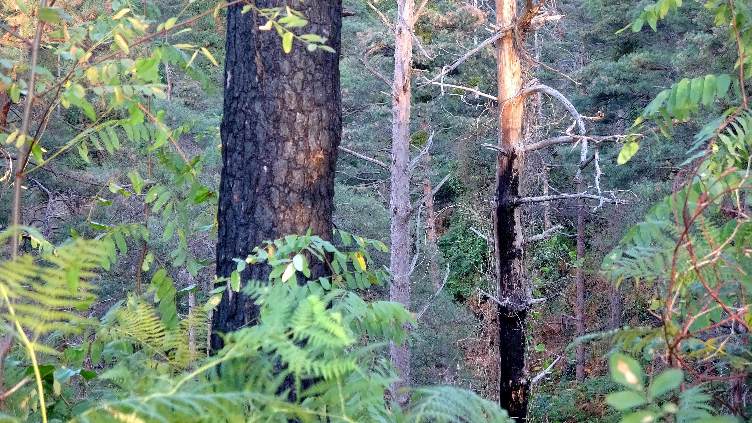 Trabzon Sürmene'deki Çamburnu Ormanı'nından kahreden haber