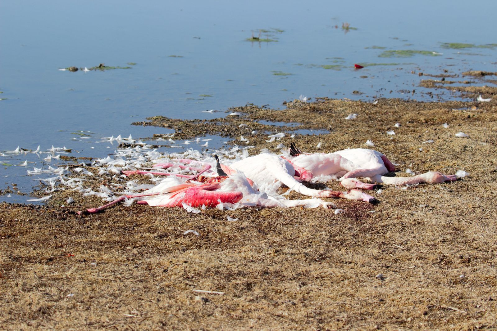 Konya'da flamingo katliamı!