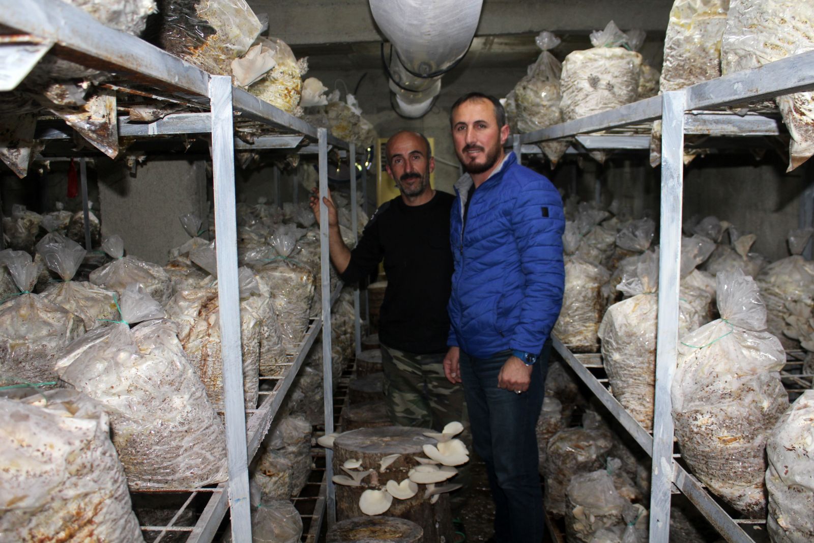 80 metrekarelik depoda istiridye mantarı üretiyorlar