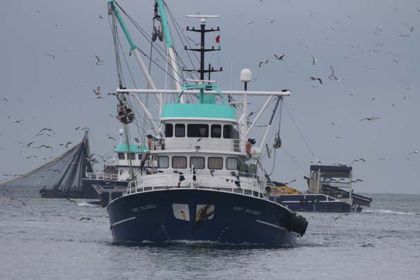 Hamsi soğuk sulara kaçtı!