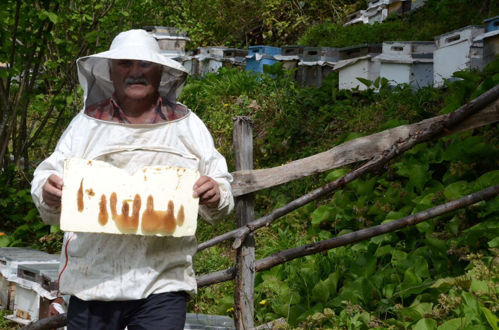 Koçun ve arıların üzerinde yazan 'Allah' lafzı şaşkına çevirdi