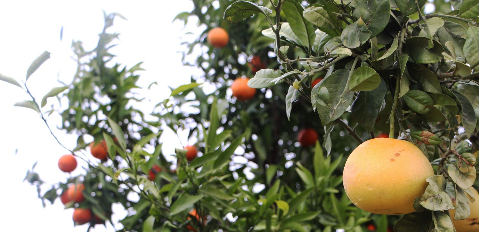 4 ülkenin meyvesini tek ağaçta yetiştirdi, bahçe ziyaretçi akınına uğradı