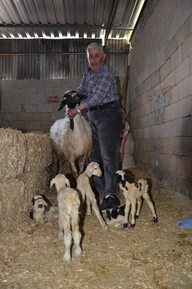 Denizli'de 1 koyun altız doğurdu