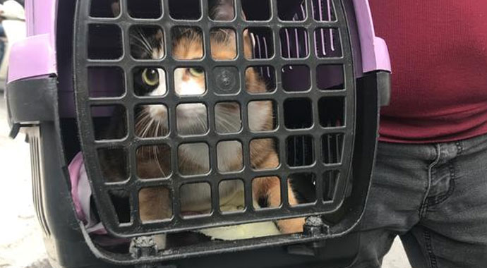 Vatandaşlar onu, o kedisini kurtardı