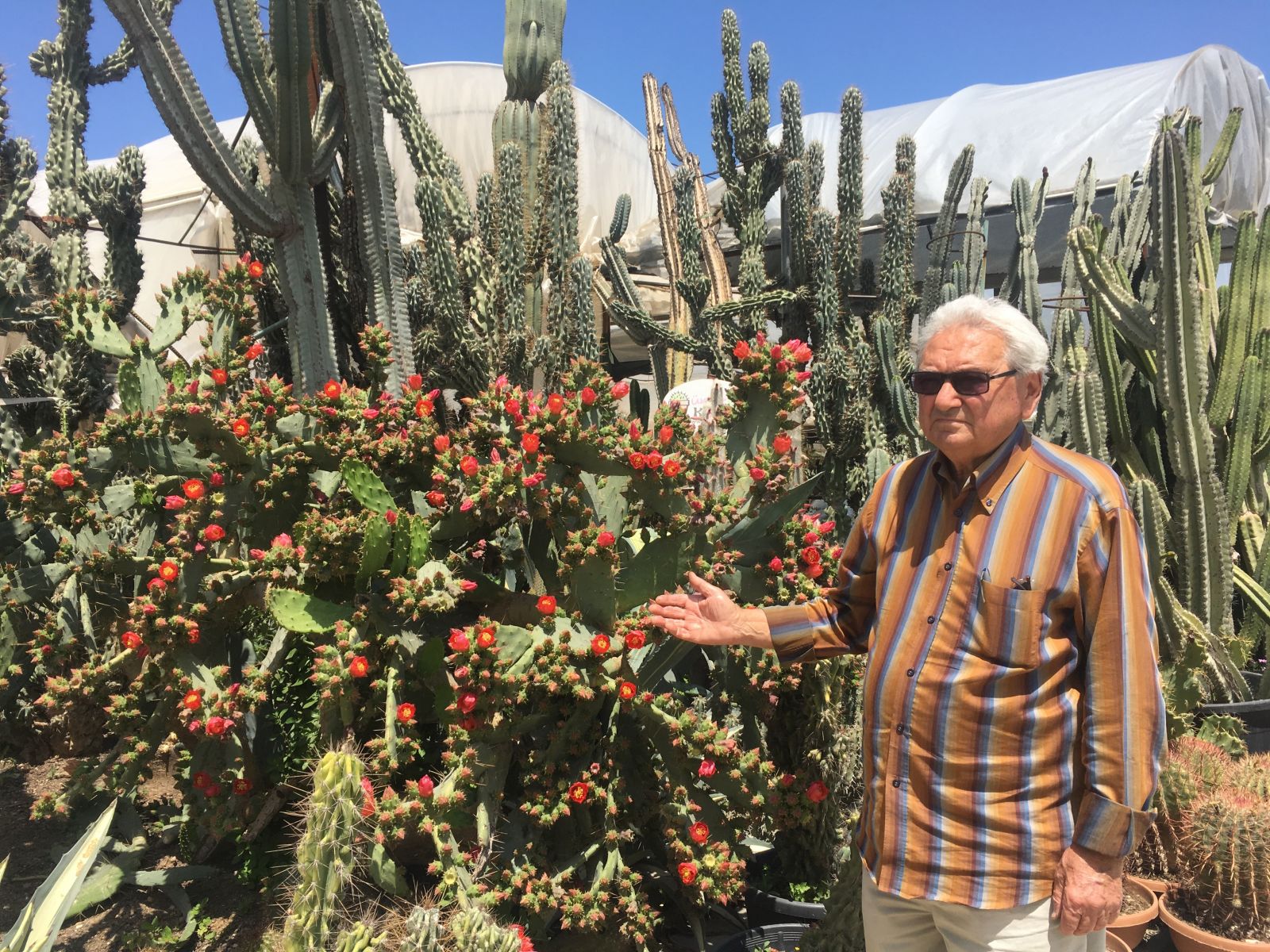 Milyonlar verilse de kendisiyle yaşıt kaktüslerini satmadı