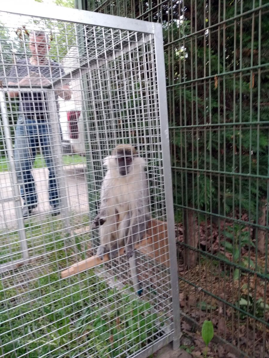 Paniğe sebep olan maymun yakalandı