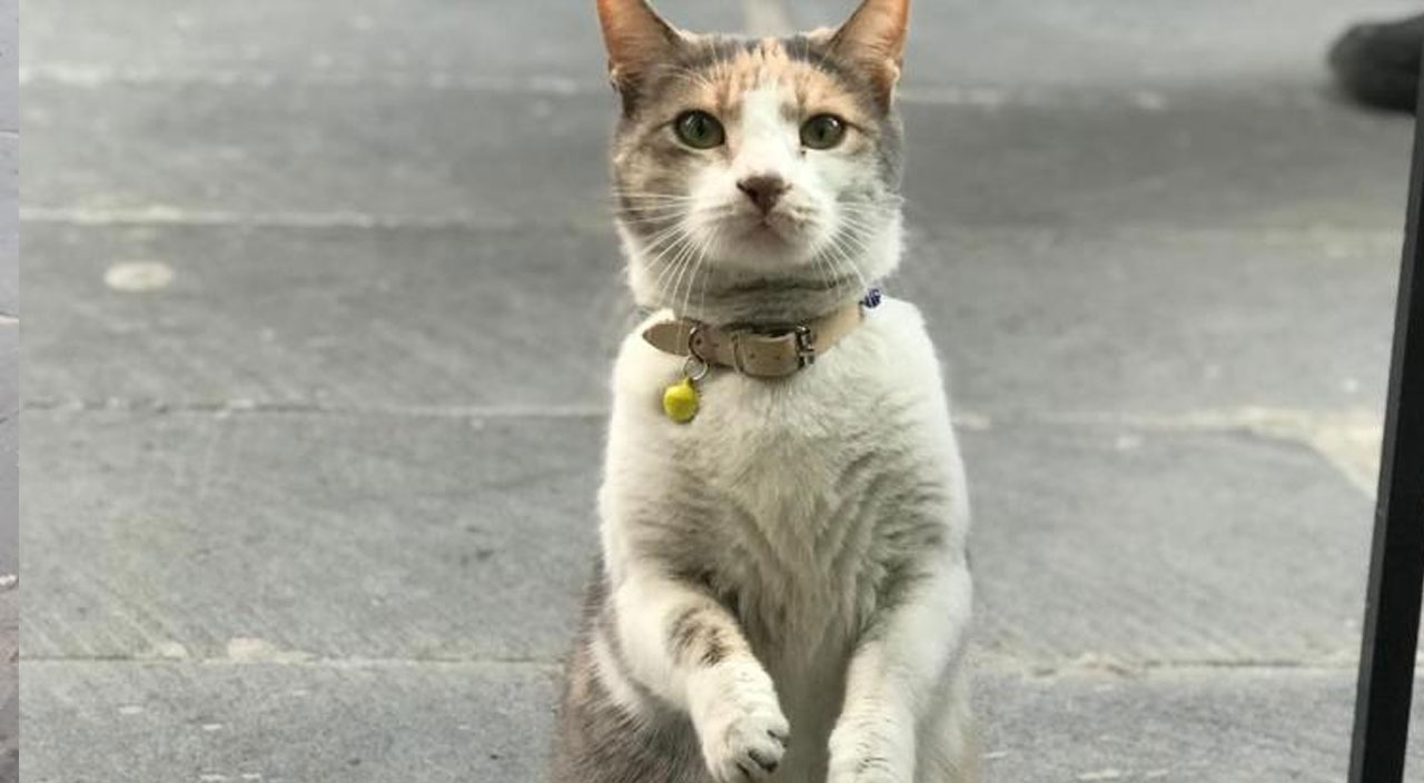 Sosyal medyada viral oldu: Acıkan kedi esnaftan böyle yemek istiyor