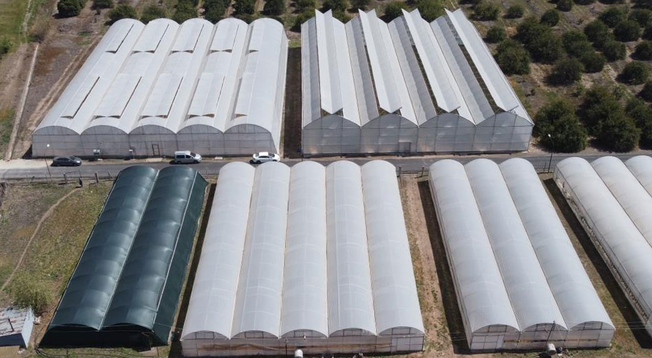 Türkiye’de üretiliyor dünyaya ihraç ediliyor… Tazesinin kilosu 400, kurusu 3 bin TL!