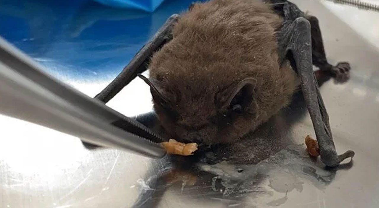 Afyonkarahisar’da yaşlı çiftin evine cüce yarasa girdi