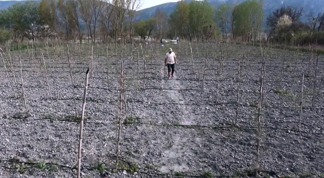 Yurt dışında gördüğü meyveyi memleketinde ekti: Yılda 300 bin TL kazanmayı hedefliyor